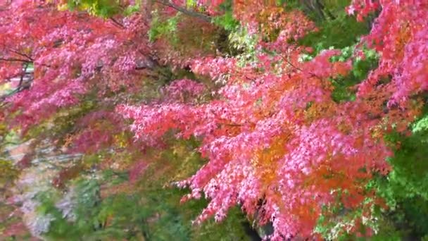 Plans Rapprochés Magnifiques Branches Arbres Automnaux — Video