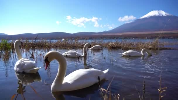 Scenic Footage Beautiful Mountain Fuji Japan — Stock Video