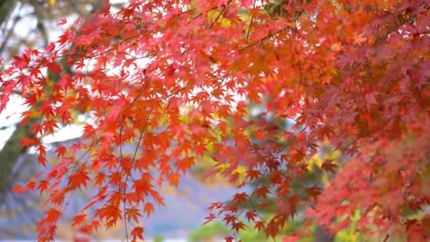 Scenic Close Footage Beautiful Autumnal Trees Branches — Stock Video