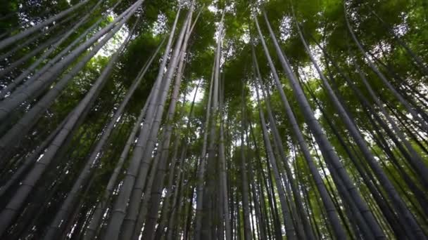 Alsó Nézet Felvétel Zöld Bambusz Erdő — Stock videók