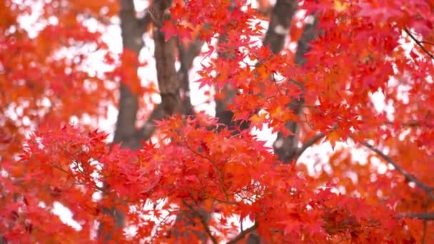 Malownicze Zbliżenie Pięknych Gałęzi Drzew Jesiennych — Wideo stockowe