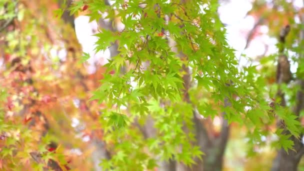 Escénicas Imágenes Cerca Hermosas Ramas Árboles Verdes — Vídeo de stock