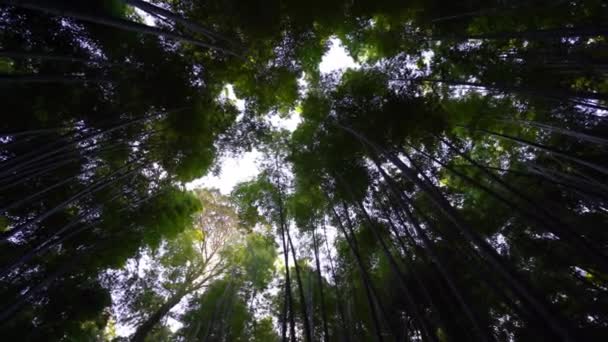 Красивые Зеленые Деревья Видом Дно — стоковое видео