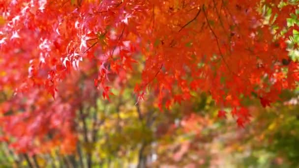 美しい秋の木の枝の風光明媚なクローズアップ映像 — ストック動画
