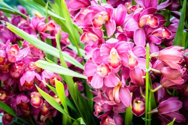 Bahçedeki renkli çiçek.