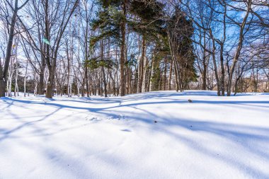 Kar kış sezonu ağacında ile güzel manzara