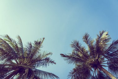 Düşük açılı mavi gökyüzü arka plan ile güzel Hindistan cevizi hurma ağacı