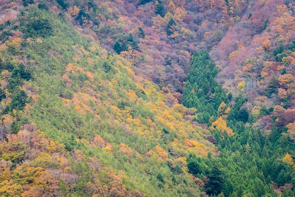 Piękny krajobraz dużo drzewa z kolorowych liści wokół — Zdjęcie stockowe