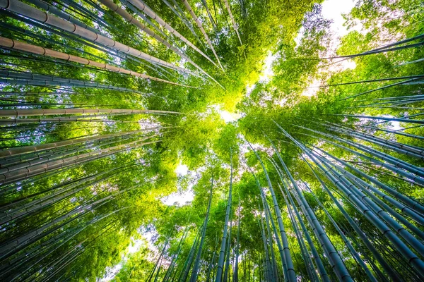 Bela paisagem de bosque de bambu na floresta em Arashiyama — Fotografia de Stock