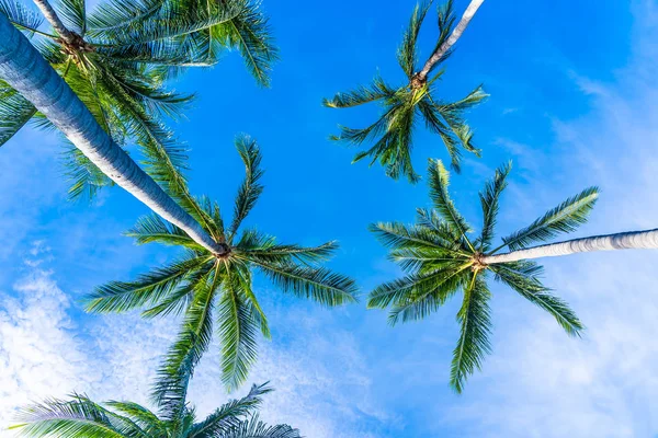 Mavi gökyüzü güzel Hindistan cevizi hurma ağacı — Stok fotoğraf