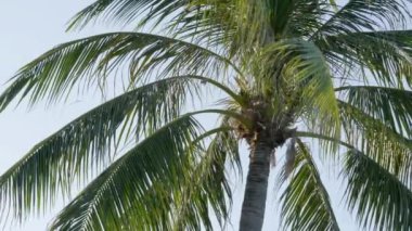 Sahilde gökyüzünün önündeki palmiye ağaçlarının manzaralı görüntüleri