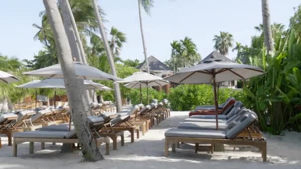 Beelden Van Strand Met Prachtige Palmbomen Ligbedden Zonnige Dag — Stockvideo