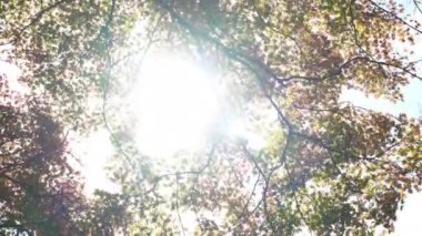 güzel sonbahar ağaçları dalları doğal yakın çekim görüntüleri