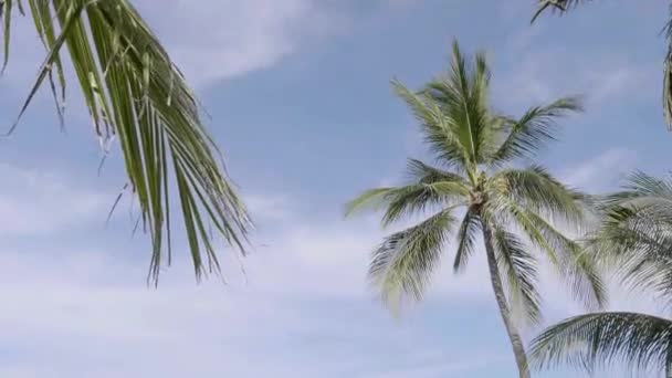 Szenische Aufnahmen Von Palmen Vor Dem Himmel Der Küste — Stockvideo