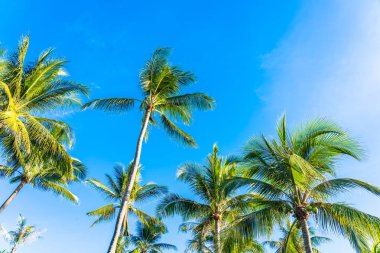 Hindistan cevizi palmiye ağacı yaprağı ile güzel açık tropikal doğa