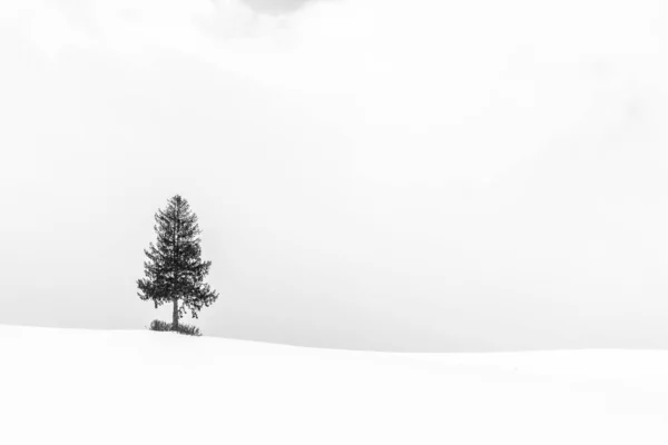 Wunderschöne Landschaft mit einsamen Bäumen im Schnee — Stockfoto