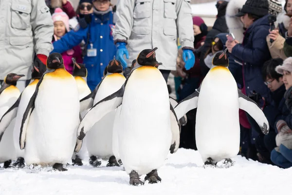 Arashiyama Hokkaido Japan Februar 2019 Gruppe Von Pinguinen Show Asahiyama — Stockfoto