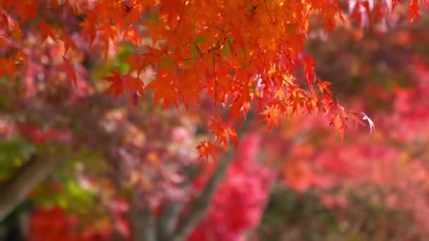 Szenische Nahaufnahmen Von Schönen Herbstlichen Bäumen Äste — Stockvideo