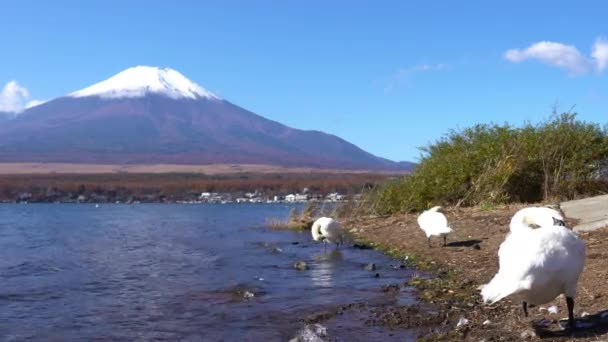 Scenic Footage Beautiful Mountain Fuji Japan — Stock Video