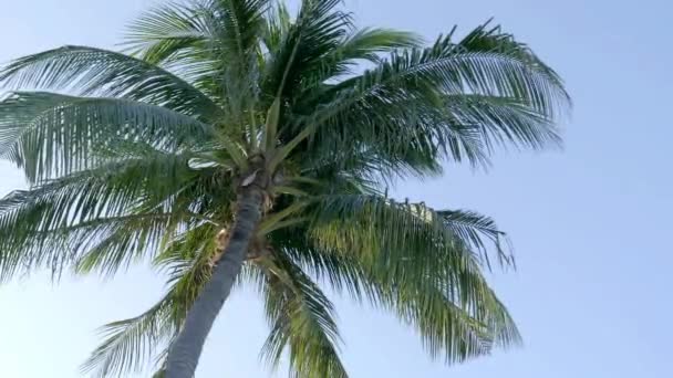 Schilderachtige Beelden Van Palmbomen Voor Hemel Aan Kust — Stockvideo