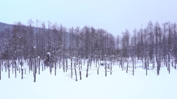 日本北海道美丽冬季风景的风景镜头 — 图库视频影像