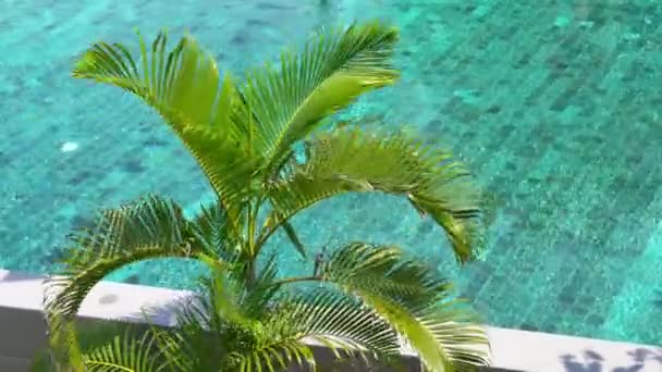 Zbliżenie Materiał Filmowy Wiatrem Machającym Palmą Pobliżu Basenu — Wideo stockowe