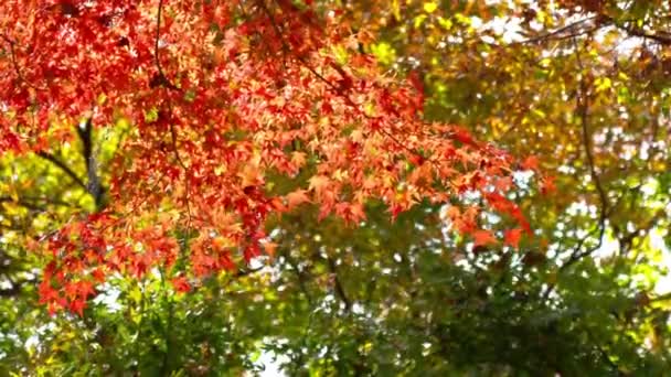 Scenic Close Footage Beautiful Autumnal Trees Branches — Stock Video