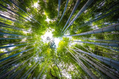 Arashiyama güzel bambu grove ağacında