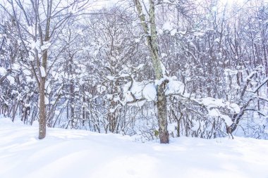 Kar kış sezonu ağacında ile güzel manzara