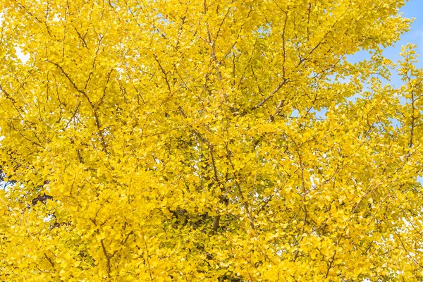 黄色いイチョウ葉 — ストック写真