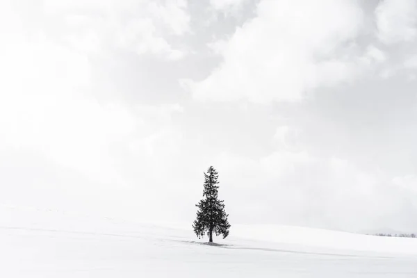 Bela paisagem da natureza ao ar livre com árvore de christmass sozinho em — Fotografia de Stock