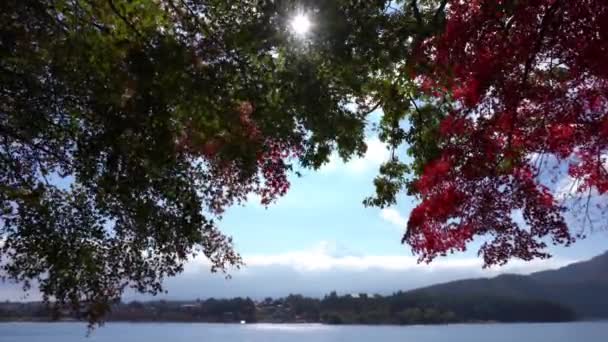 Escénicas Imágenes Cerca Hermosas Ramas Árboles Verdes — Vídeo de stock