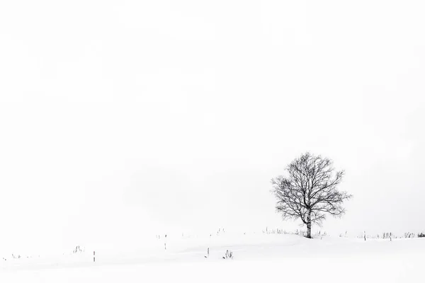 Vackert landskap med ensamt träd i snö vintersäsongen — Stockfoto