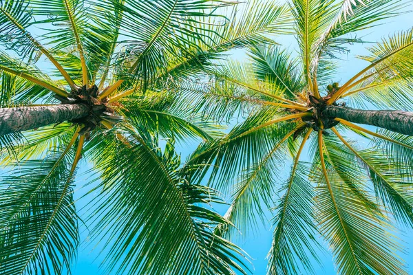 Mavi gökyüzünde güzel hindistan cevizi palmiye ağacının düşük açı çekim