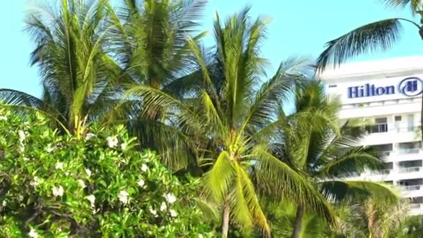 Images Panoramiques Palmiers Devant Ciel Sur Bord Mer — Video