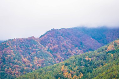 Güzel manzara bir sürü ağaç renkli yaprak ile 