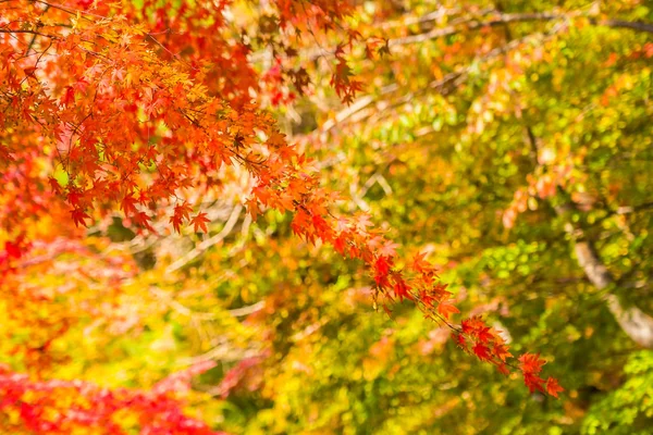 Schönes rotes und grünes Ahornblatt am Baum — Stockfoto