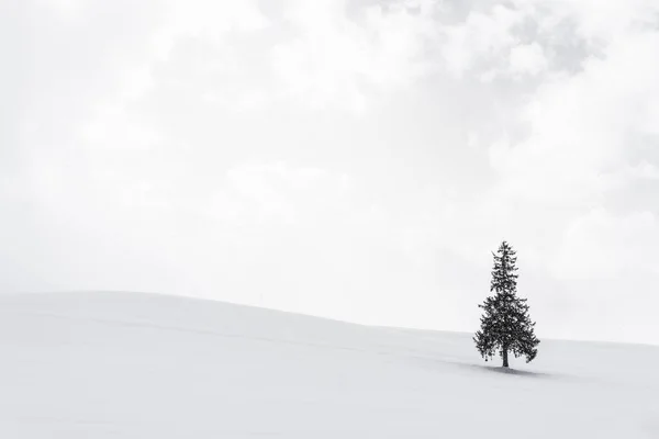 Bela paisagem da natureza ao ar livre com árvore de christmass sozinho em — Fotografia de Stock