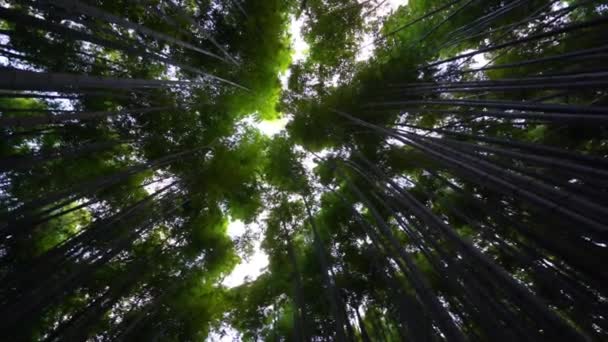 Scénický Spodní Pohled Záběry Krásné Zelené Stromy — Stock video