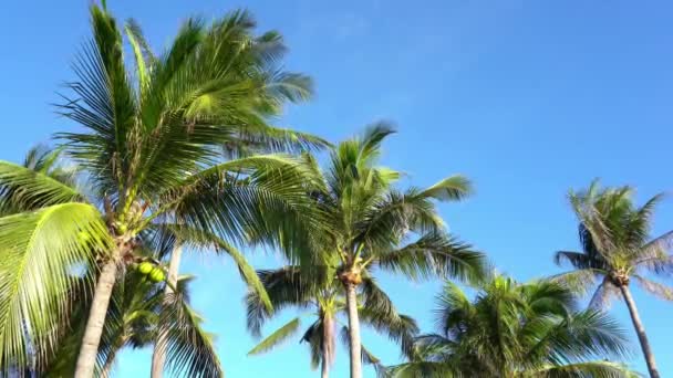 Natursköna Bilder Palmer Framför Himlen Stranden — Stockvideo