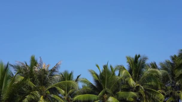 Imágenes Escénicas Palmeras Frente Cielo Orilla Del Mar — Vídeos de Stock