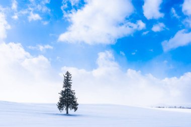 Güzel açık doğa manzara ile yalnız Sunni Noel ağacında