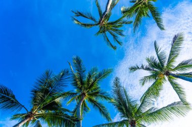 Mavi gökyüzü güzel Hindistan cevizi hurma ağacı