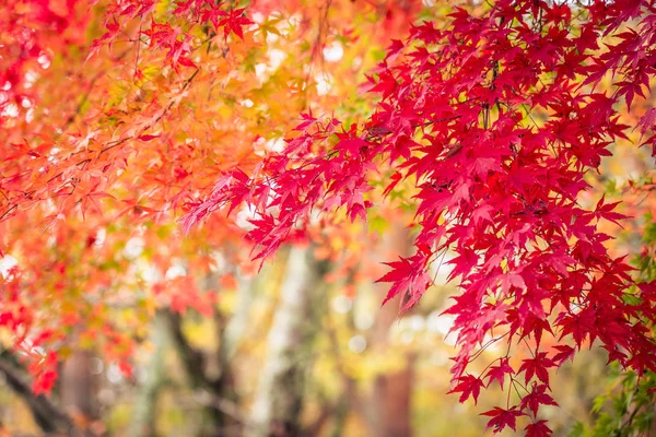 Красивое кленовое дерево в осенний сезон — стоковое фото