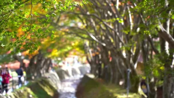 美丽的秋树枝的风景特写镜头 — 图库视频影像