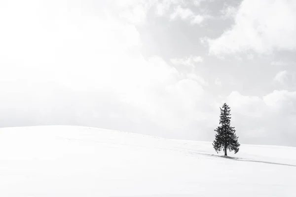 Prachtige buiten natuur landschap met alleen kerst boom in — Stockfoto