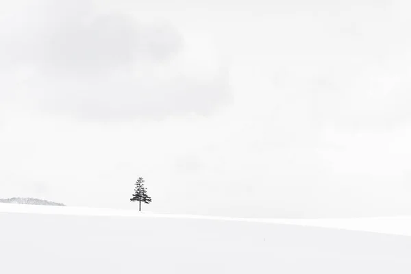 Beautiful outdoor nature landscape with christmas tree in winter — Stock Photo, Image