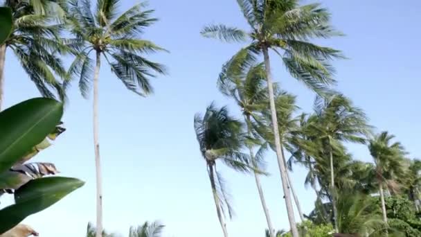 Scenic Footage Palm Trees Front Sky Seashore — Stock Video