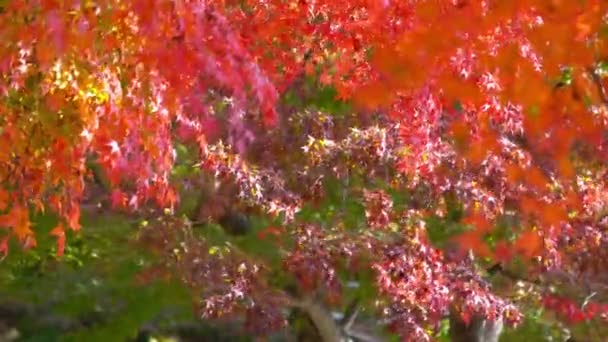 Vyhlídkové Těsné Záběry Krásných Větví — Stock video