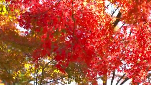 Plans Rapprochés Magnifiques Branches Arbres Automnaux — Video